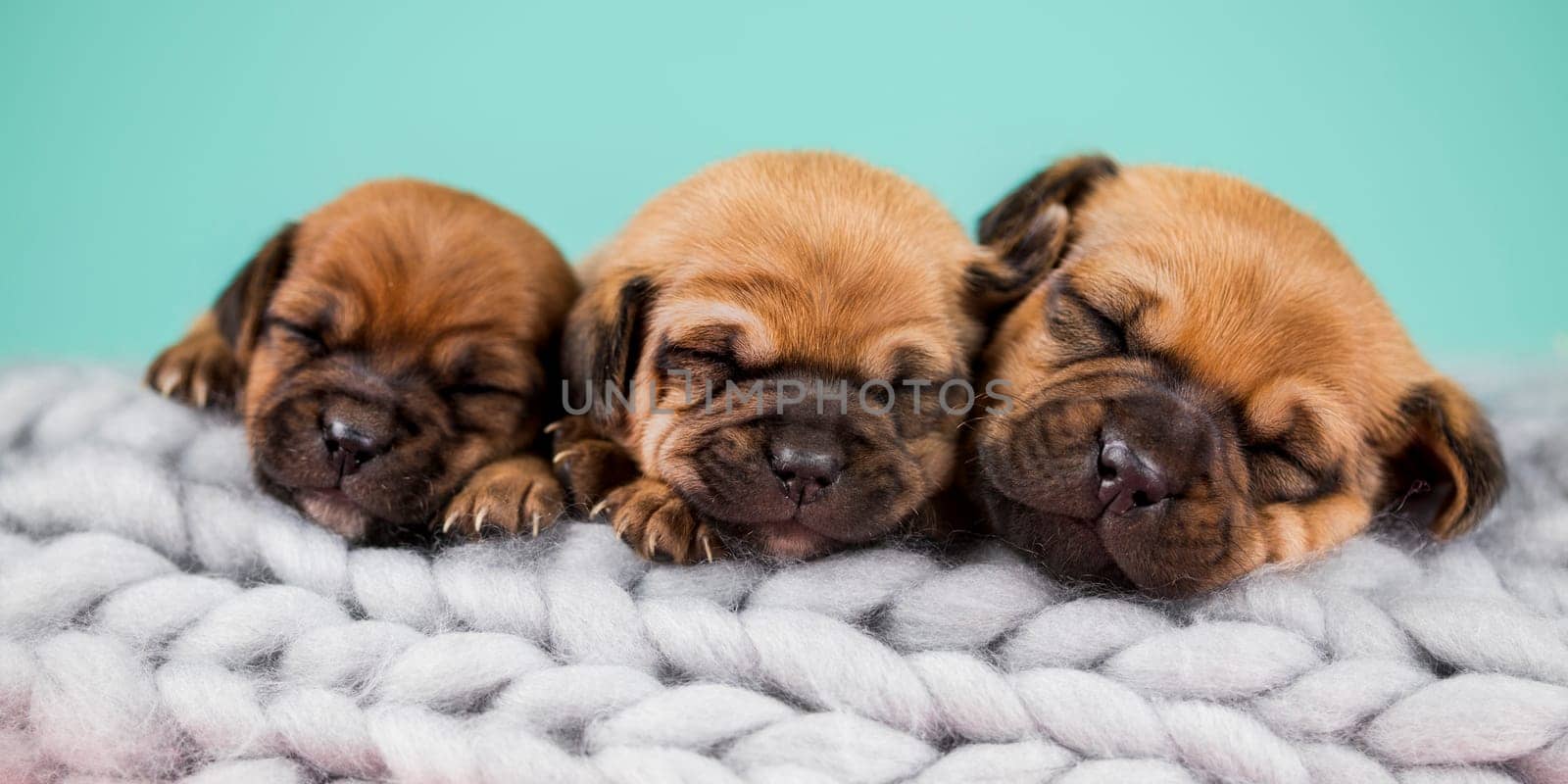 Pet, dog puppy, sleeps on a blanket