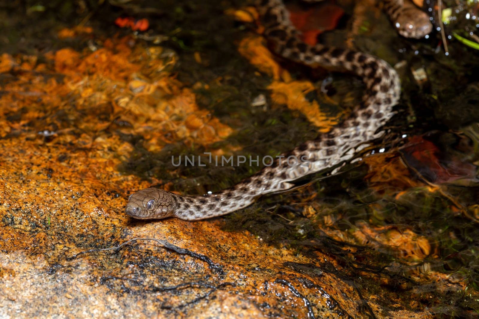 Malagasy Cat-eyed Snake, Madagascarophis colubrinus is a species of snake of the family Pseudoxyrhophiidae, nocturnal snake, Kirindy forest, Madagascar wildlife animal