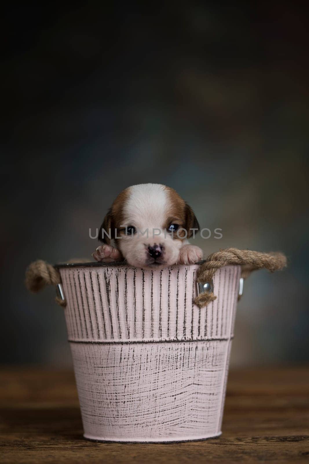 A small dog in a metal bucket