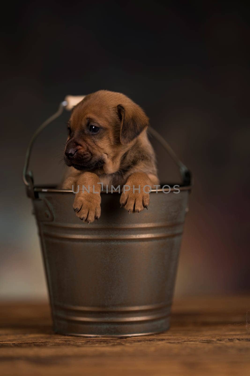 Dog in a metal bucket