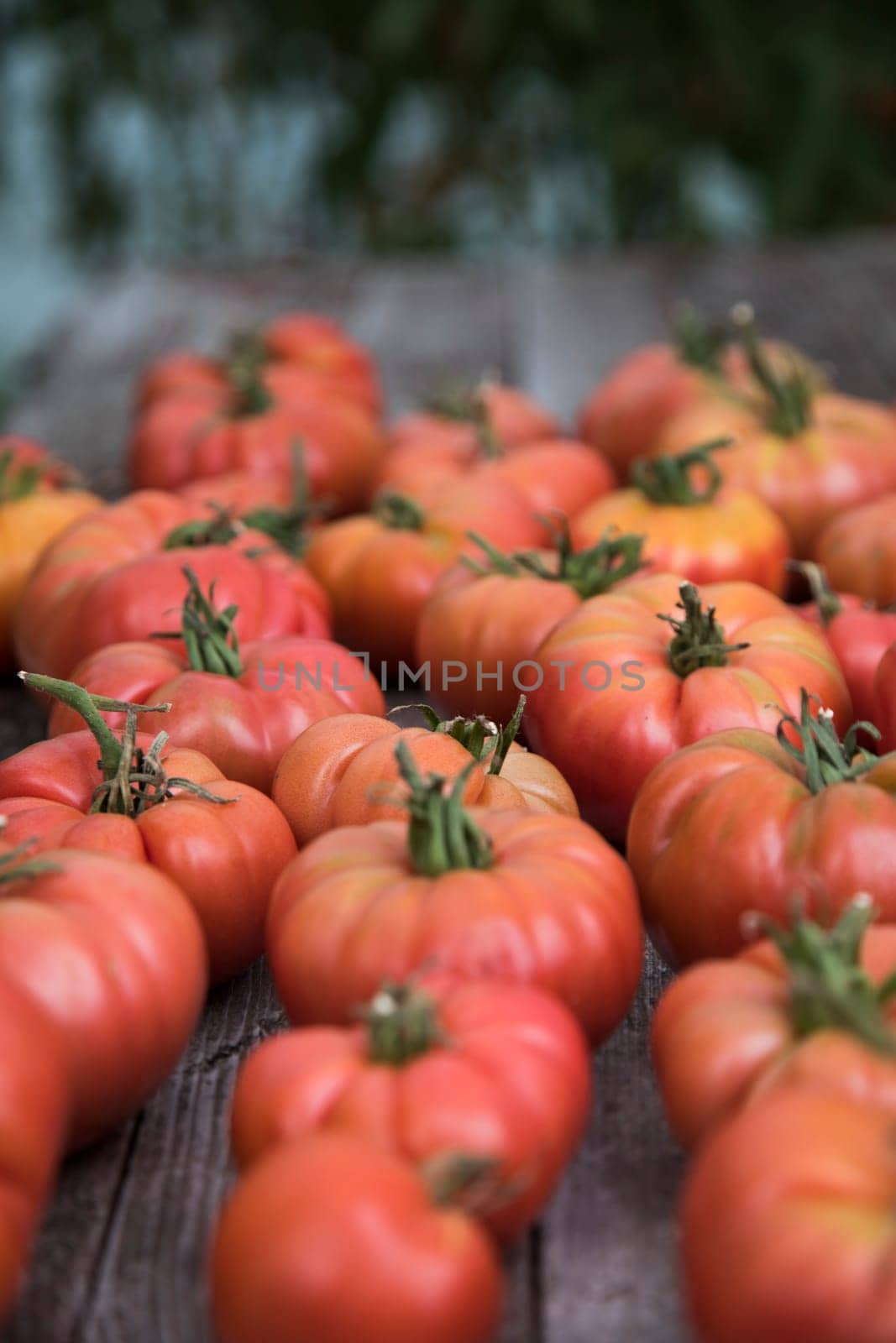 Organic food, Free red vegetables of tomato