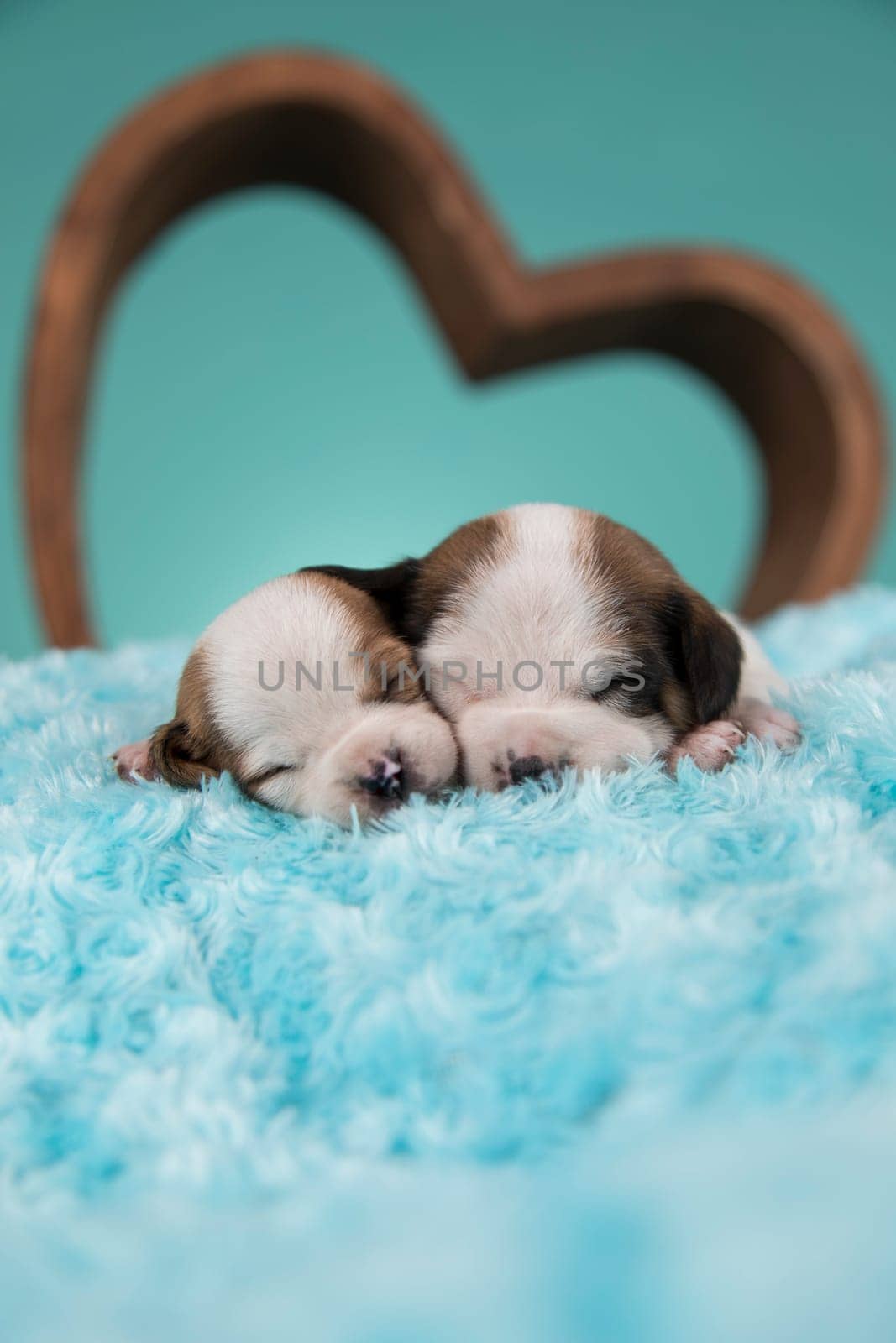 Dogs in love are sleeping