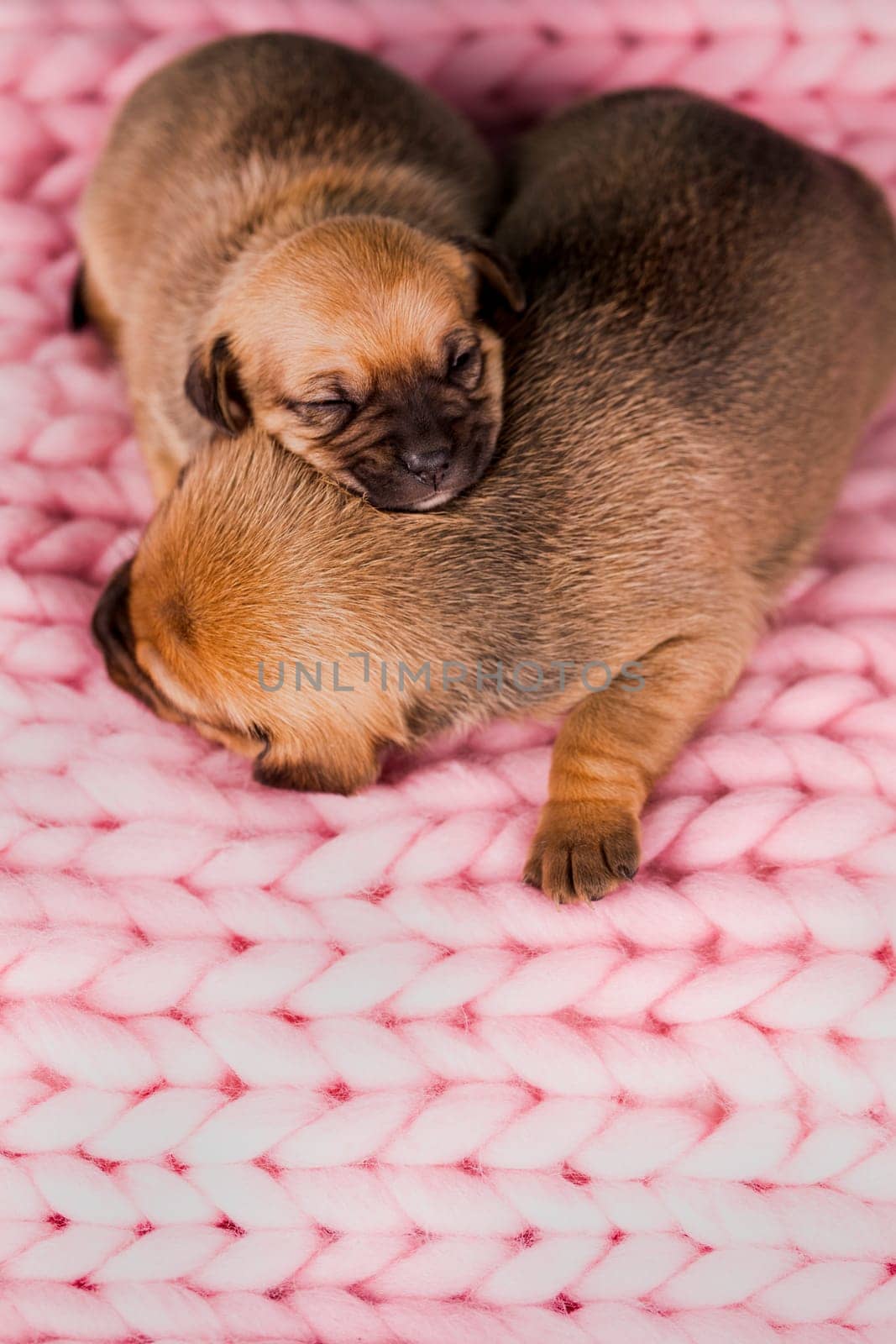 A beautiful little dog sleeps on a blanket