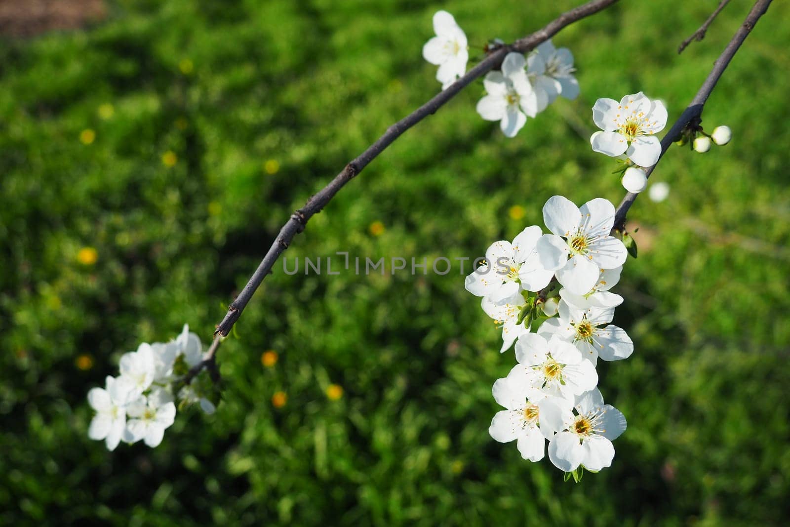 Blossoming of cherries, sweet cherries and bird cherry. Beautiful fragrant white flowers on the branches. The flowers are collected in long dense drooping brushes. March, Serbia, Sremska Mitrovica.