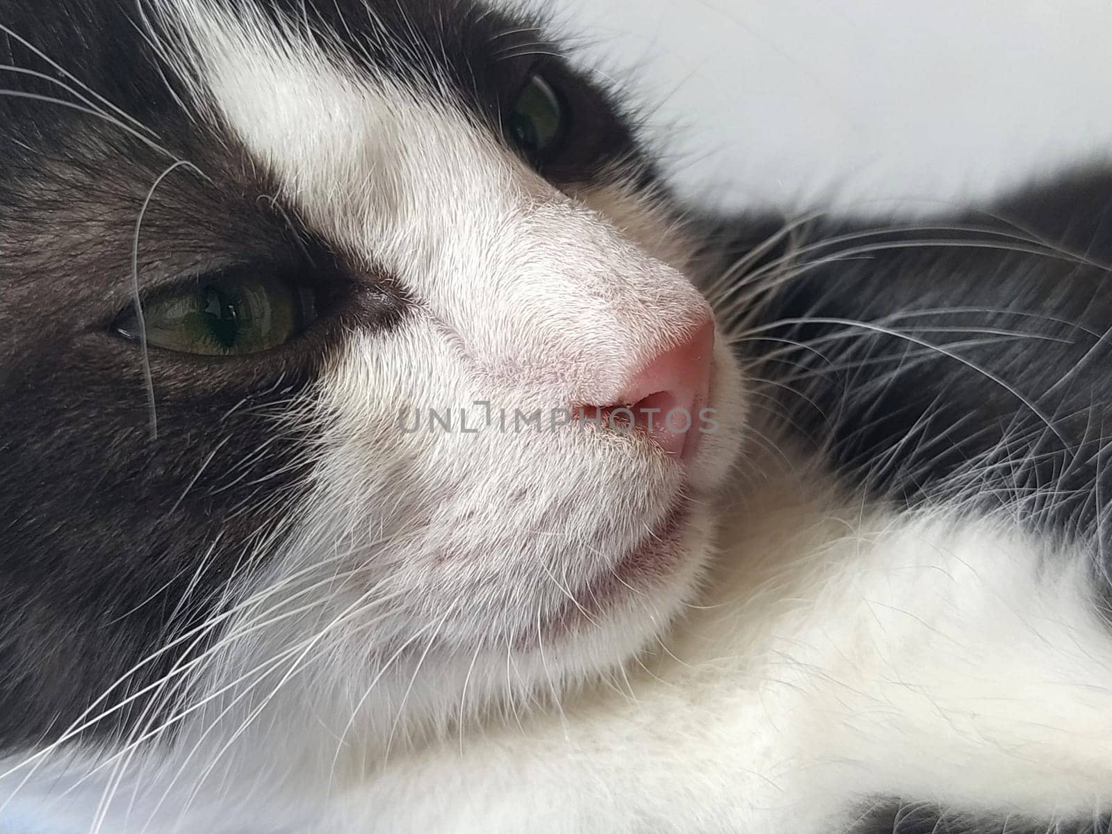 Muzzle of a black and white cat close-up from the side. Feline pink nose, white mustache, green eyes. A haughty look