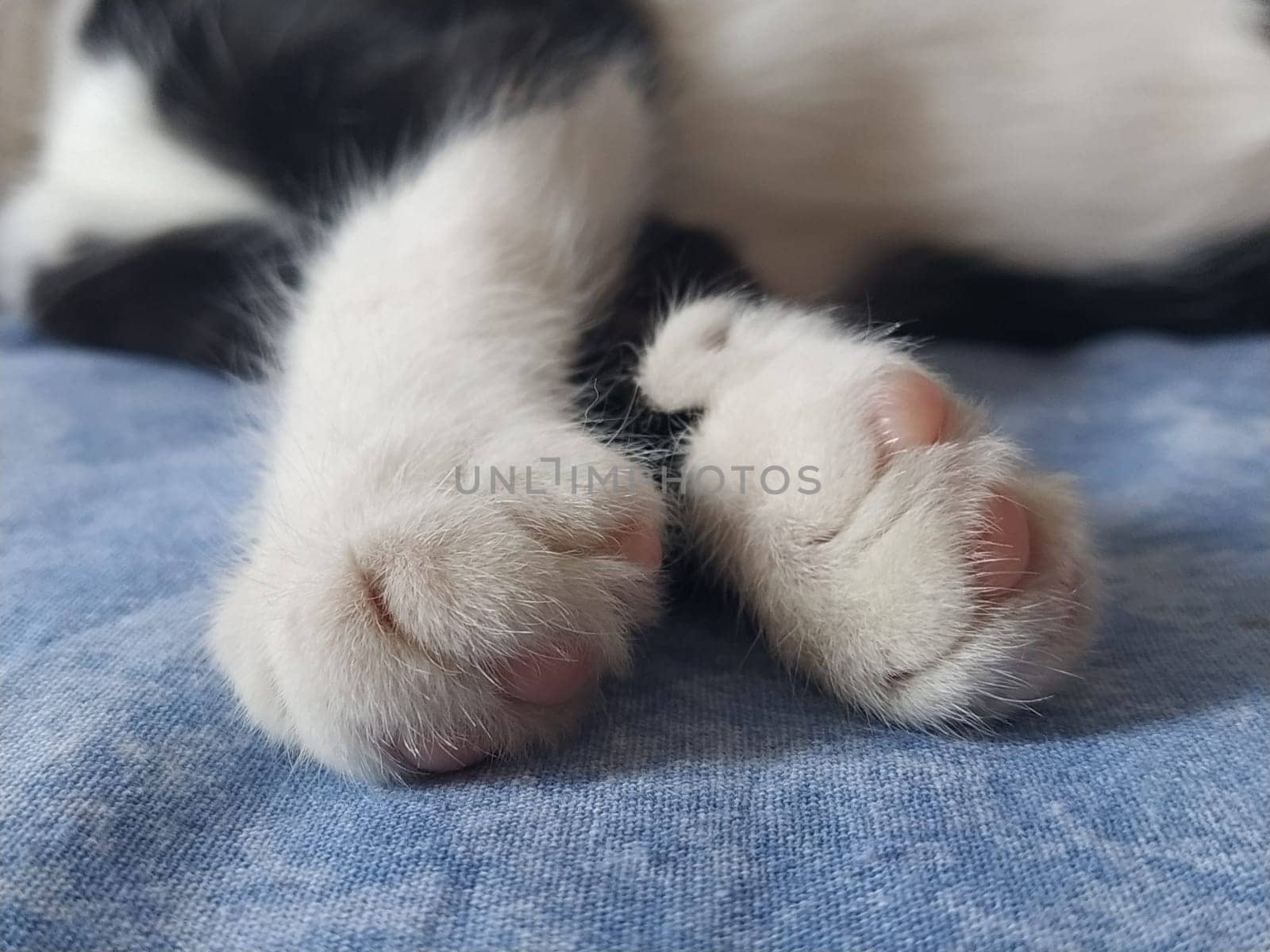 Paws of a black and white cat close up. The kitten sleeps on a blue blanket with its paws out. Photo blurred around the edges. Soft fluffy fingers and pink cat pads