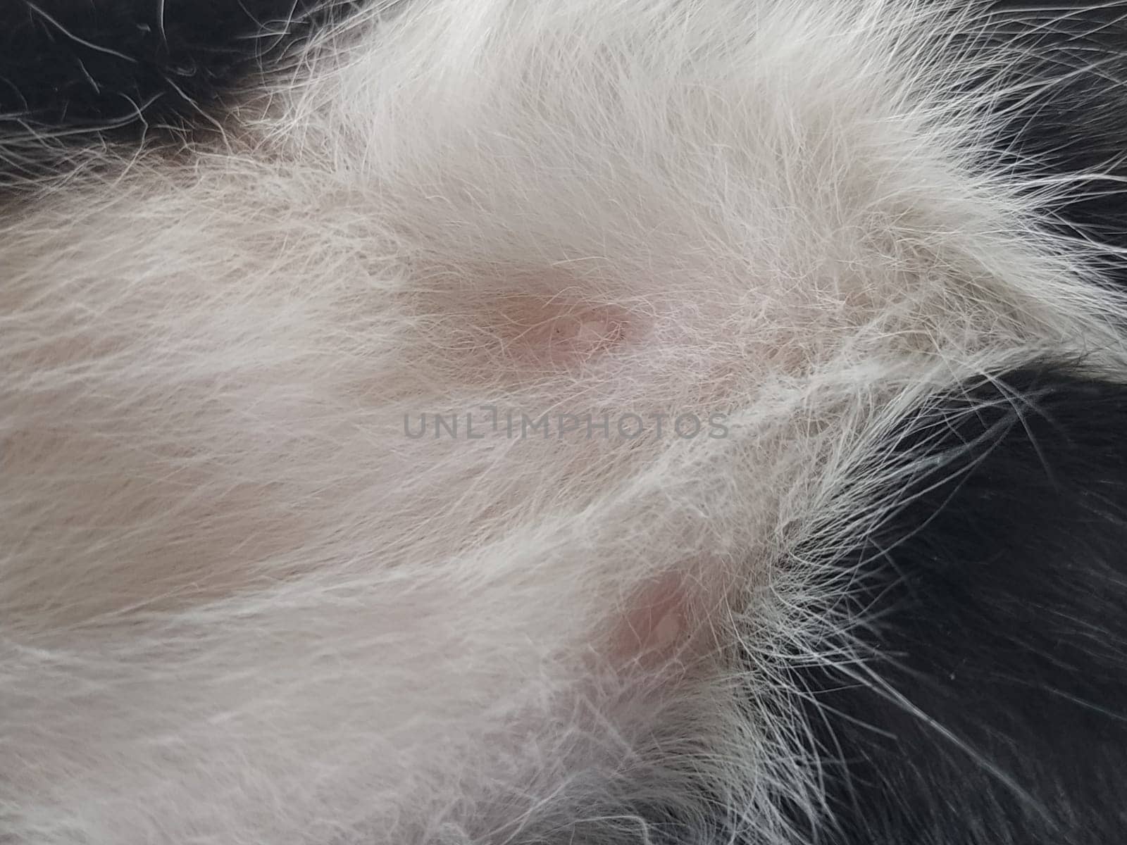 Cat nipples in closeup. Two pink nipples on the belly of a young male kitten. White-black wool around the animal's milk wands