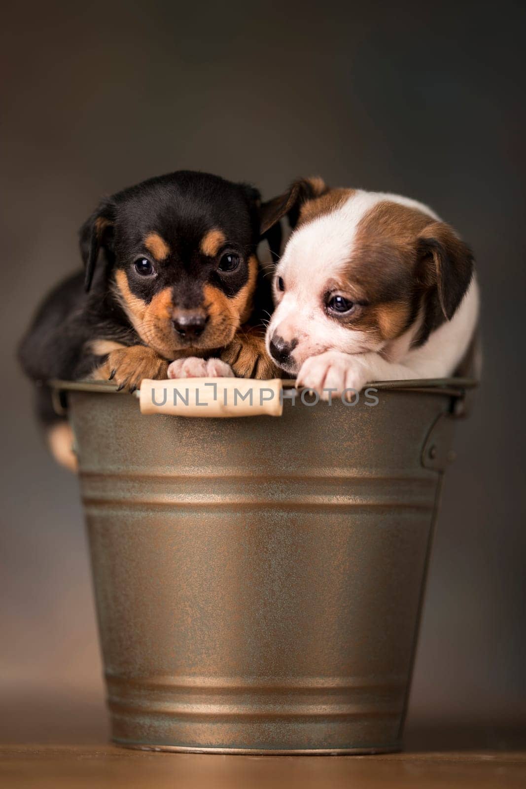 Dogs in a metal bucket