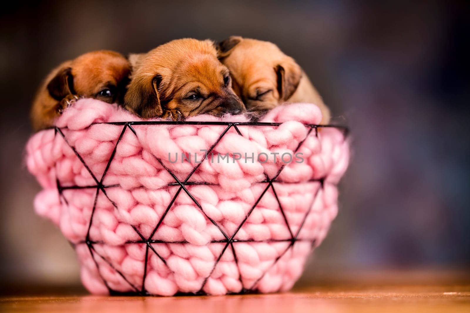 Sleeping dogs in a metal basket