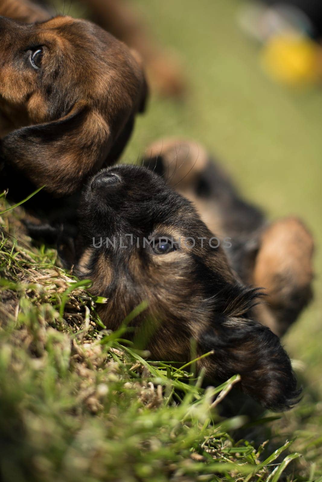 Puppy dog on the grass