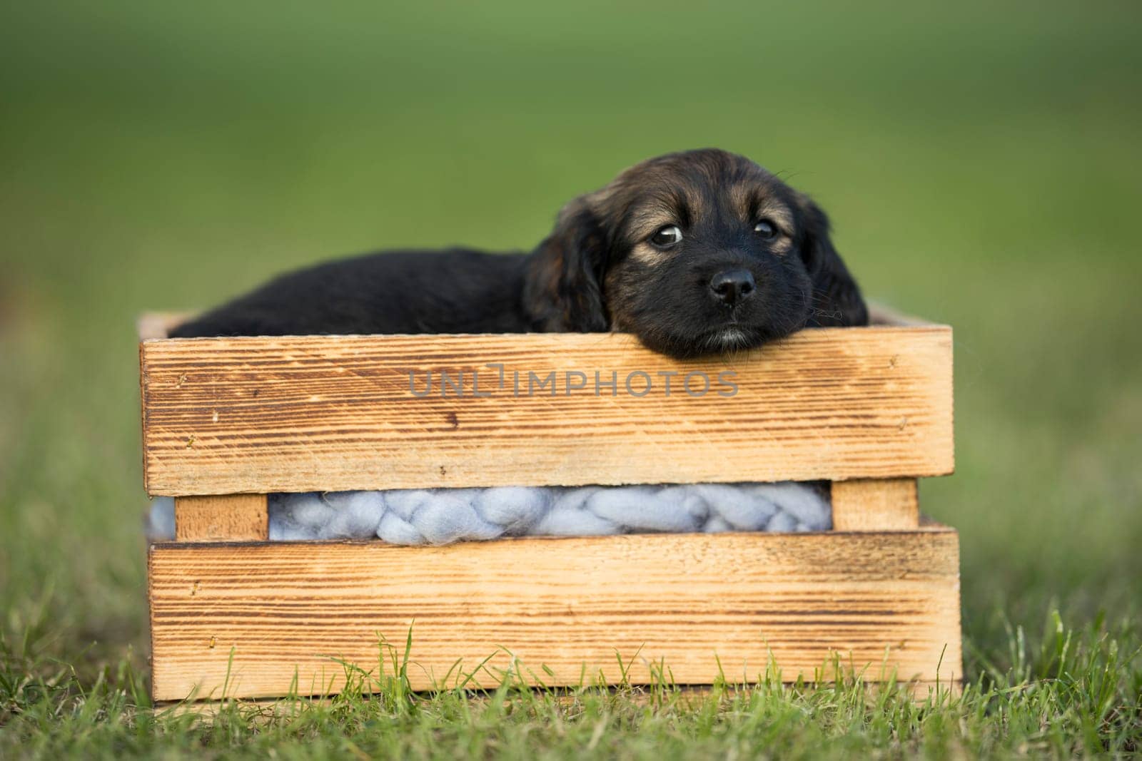 Cute little dog in a wooden crate on the grass