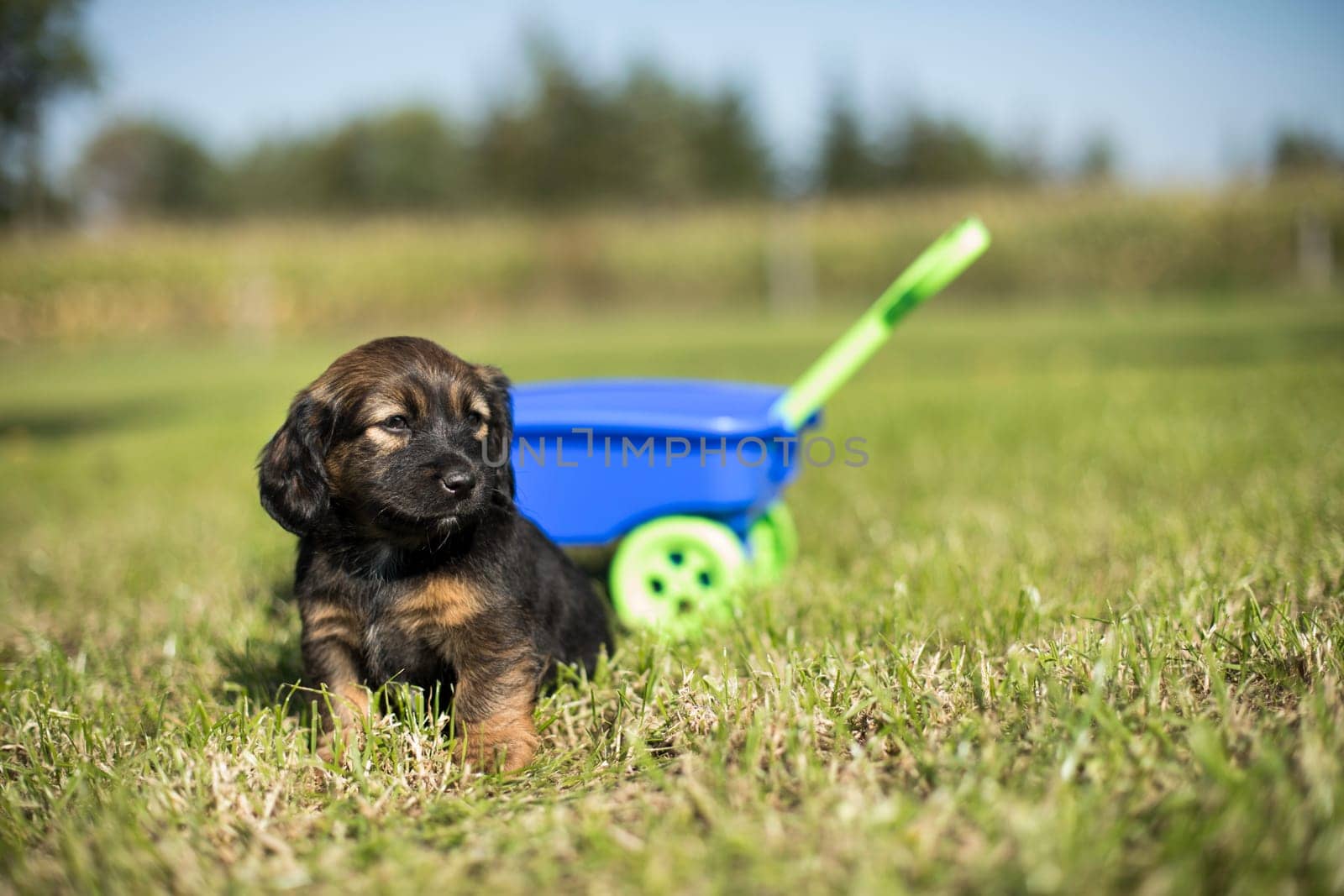 Beautiful little puppies in a toy wagon on the grass