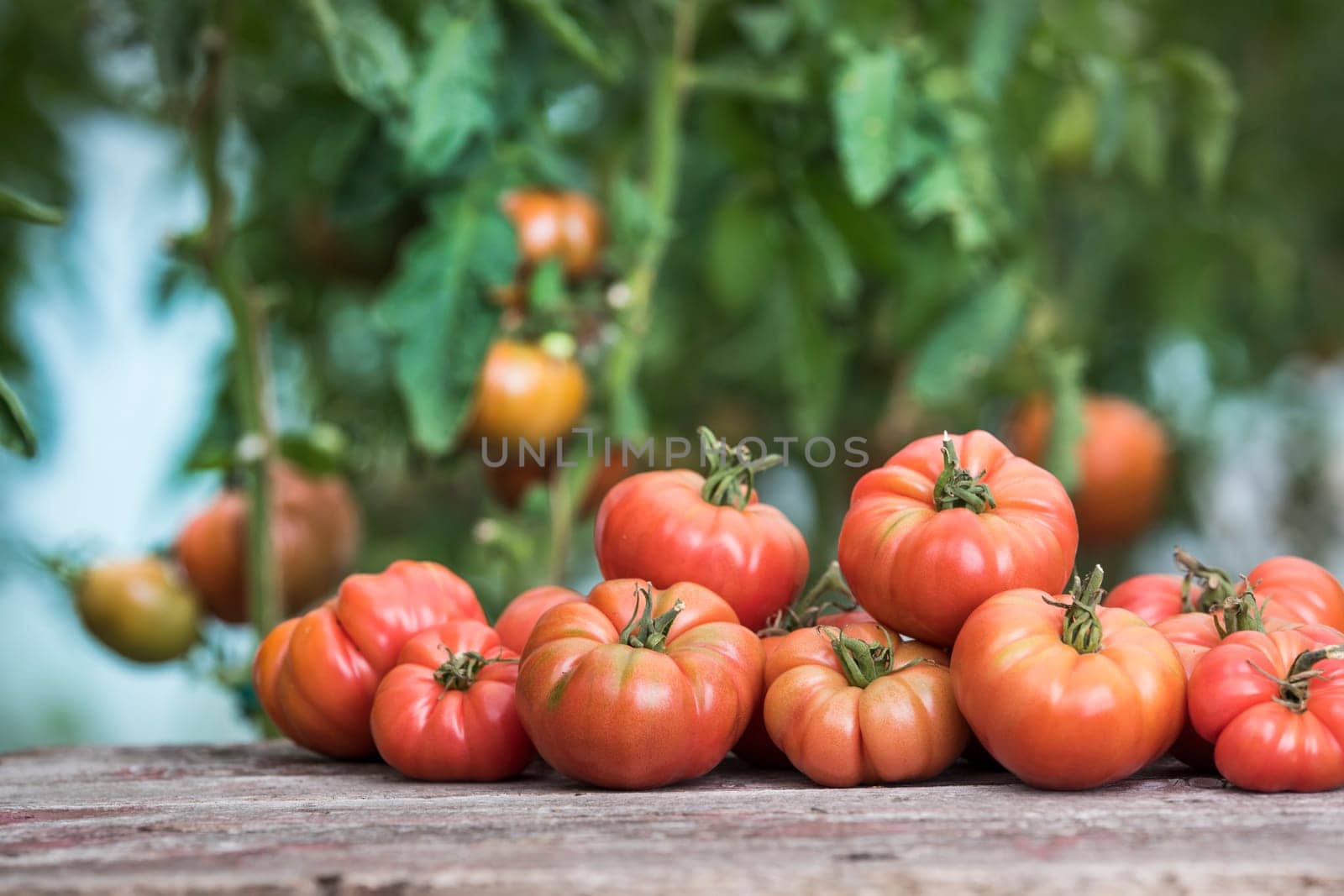 Red Tomatoes in a Greenhouse, organic food