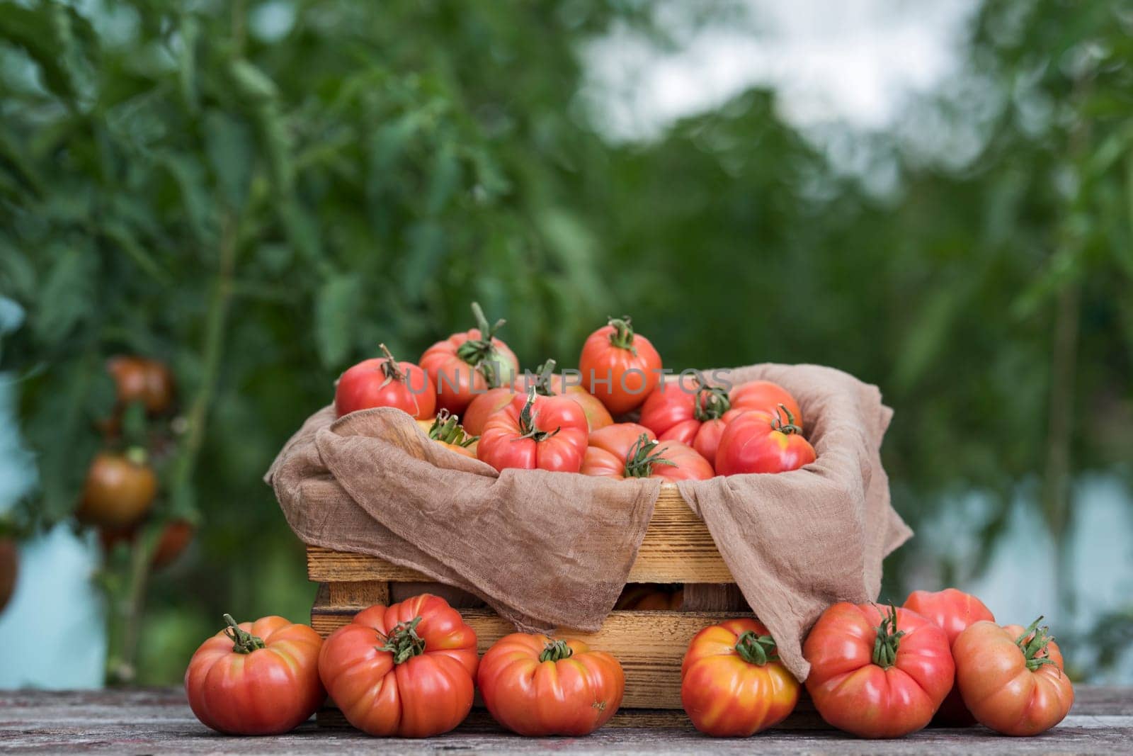 Red Tomatoes in a Greenhouse, organic food
