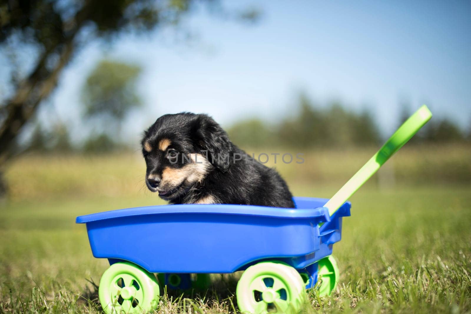 Beautiful little puppies in a toy wagon on the grass