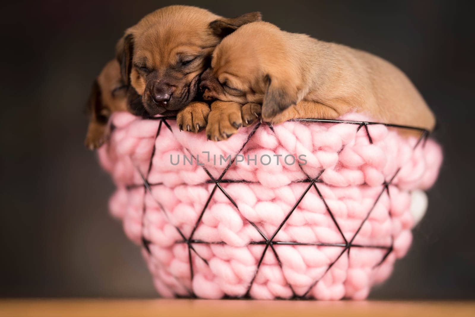 Sleeping dogs in a metal basket