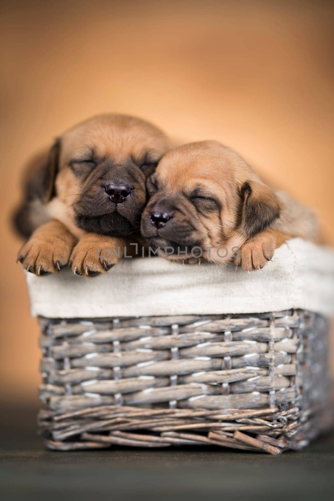Little dogs in a wicker basket