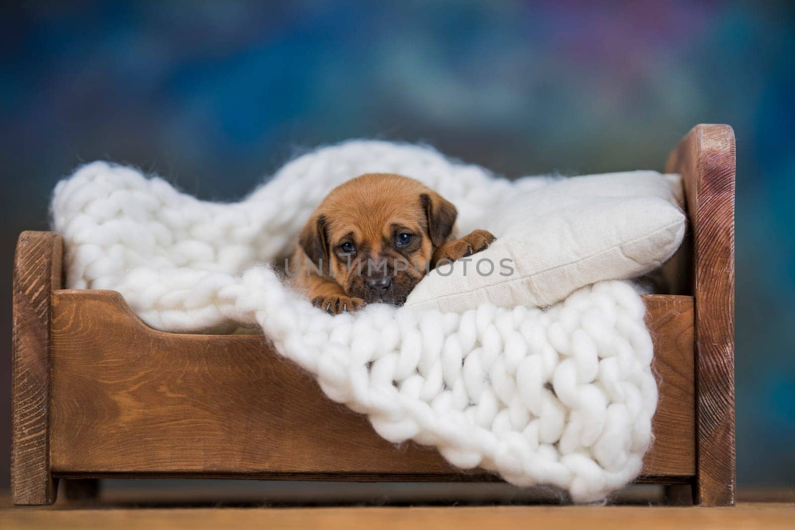 Dog sleep on a small wooden bed