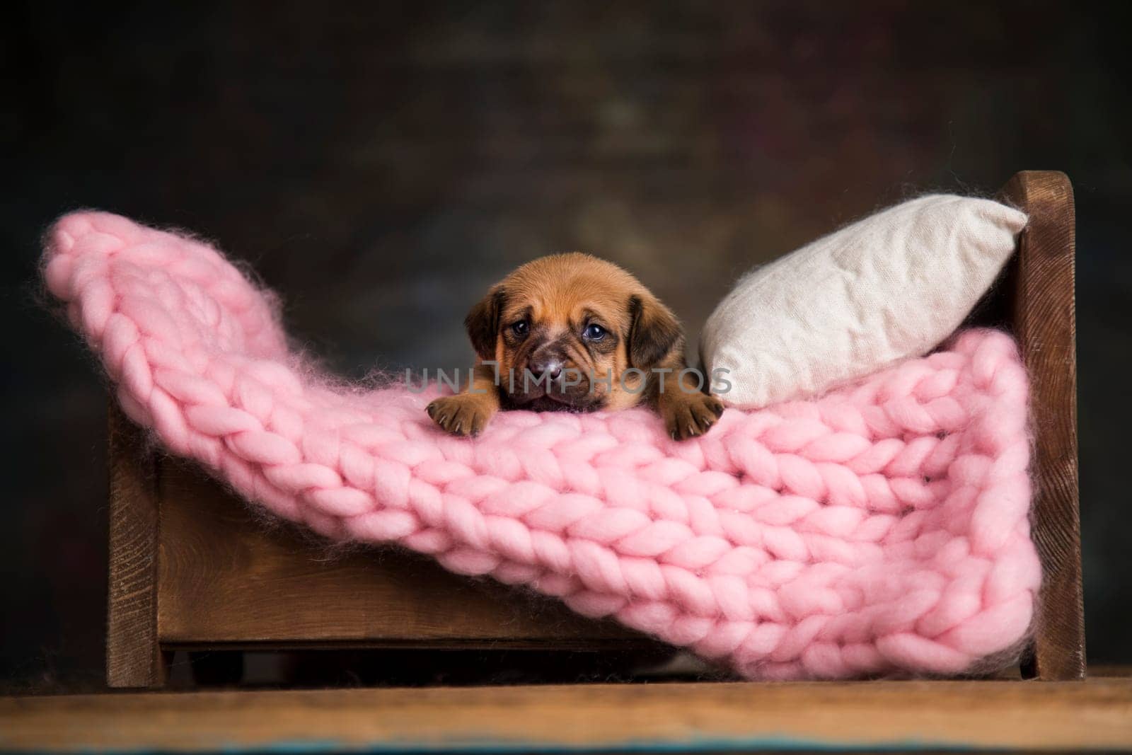 Little puppy breed is sleeping
