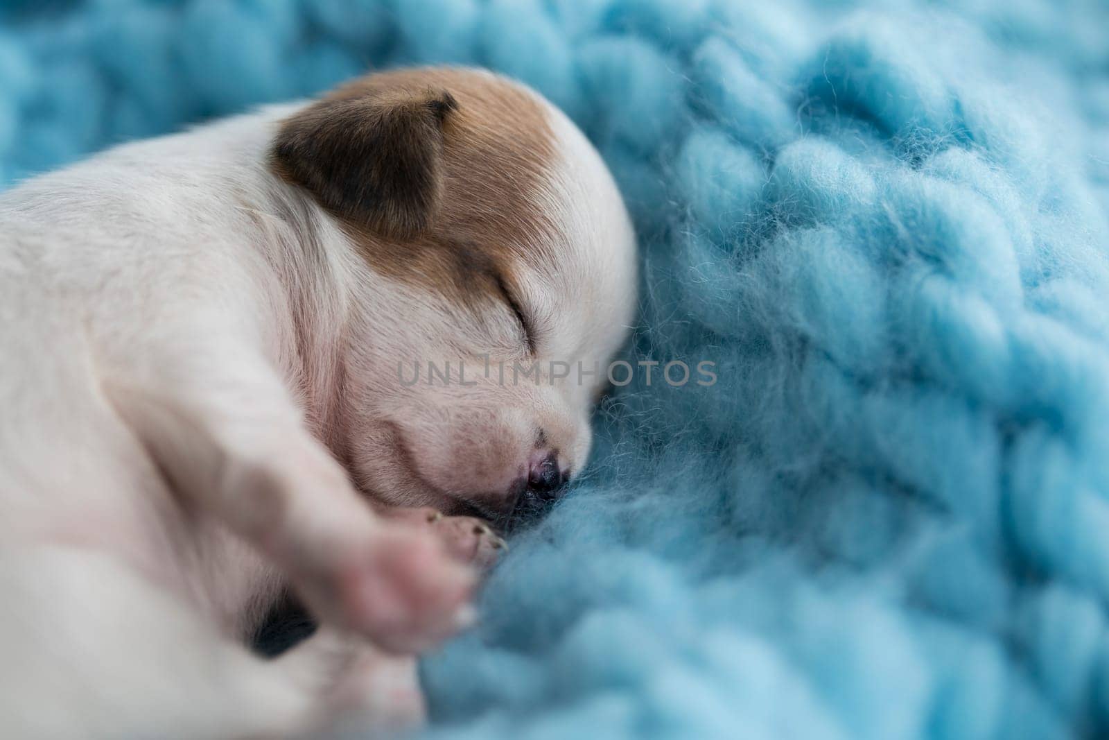 Little cute puppies are sleeping on a blanket