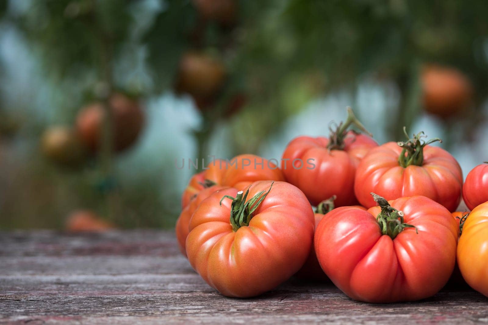 Organic food, Free red vegetables of tomato