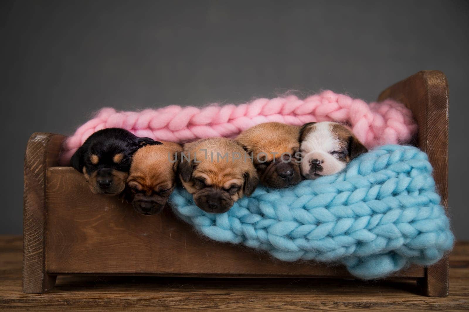 Dogs sleep on a small wooden bed