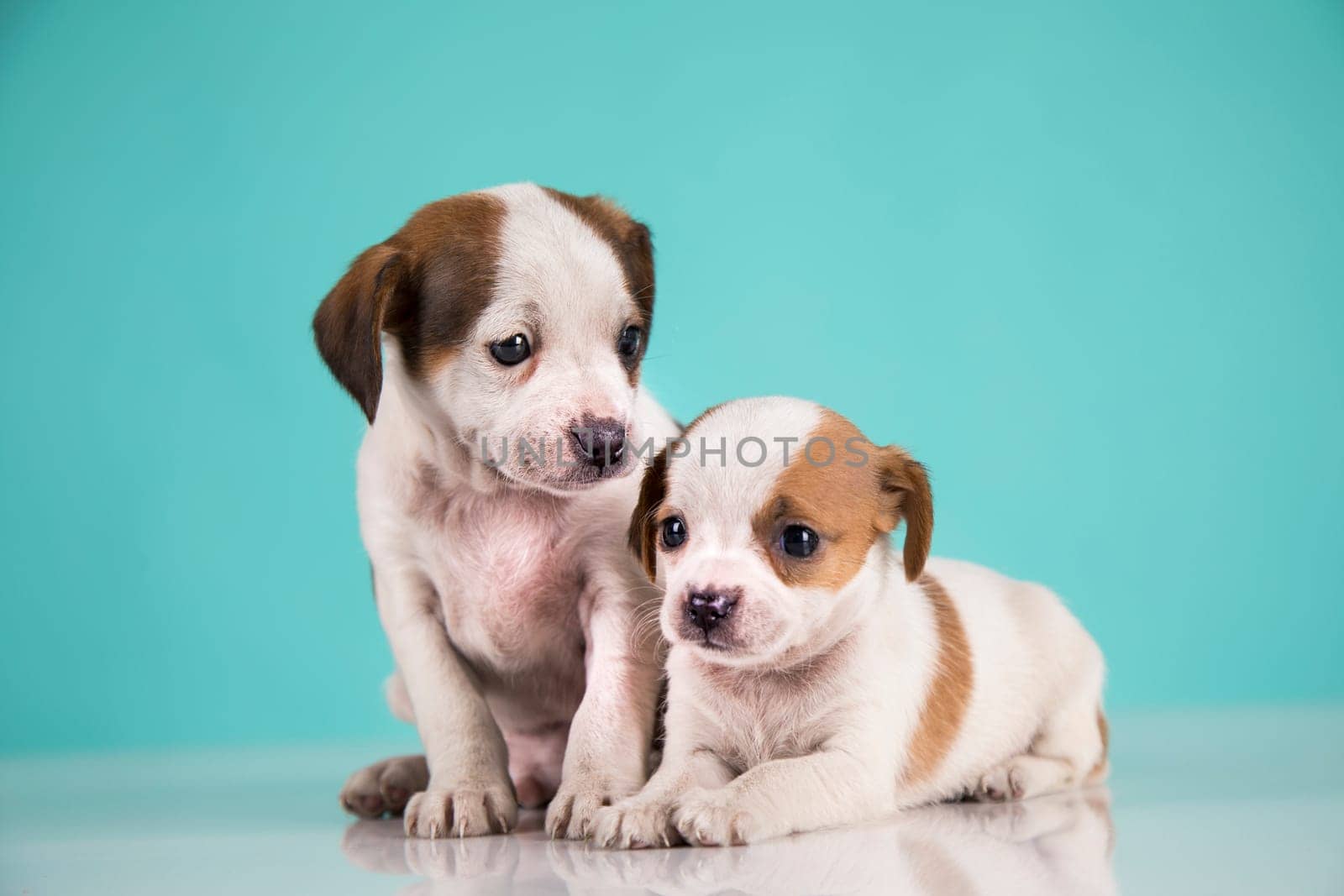 Two little dogs, puppy, animals concept