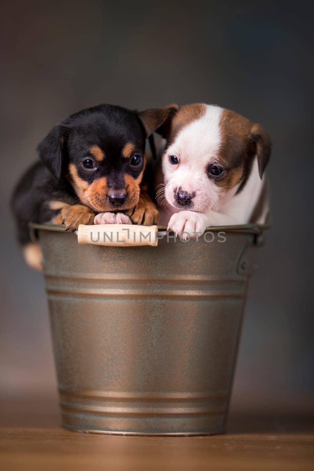 Dogs in a metal bucket