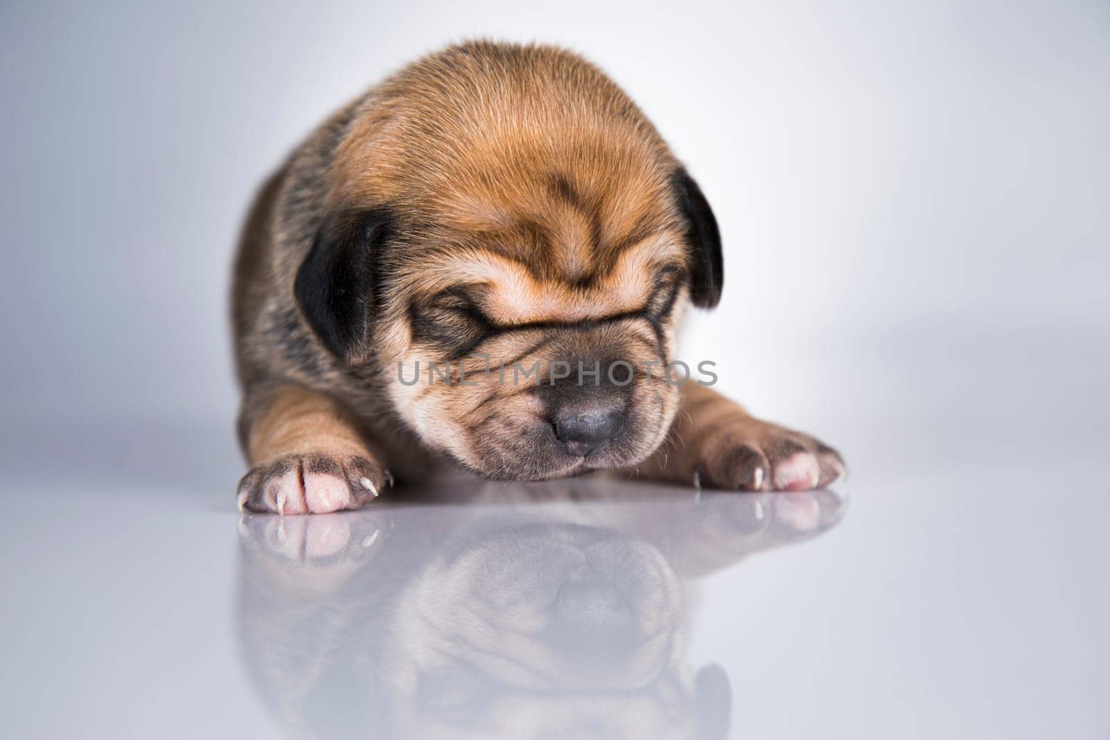 Pet, Little puppy dog, animals concept