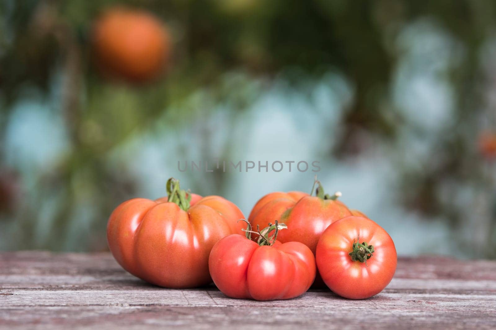 Vegetables, Tomatoes,  on desk in garden