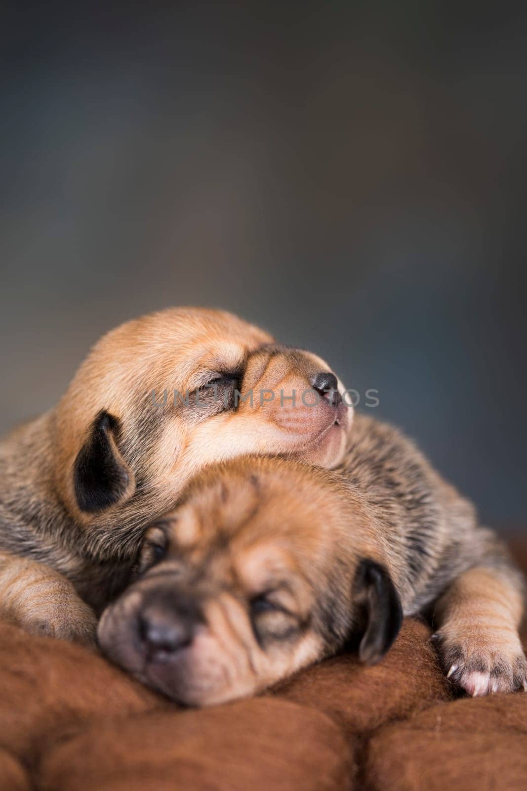 Little cute puppies are sleeping on a blanket