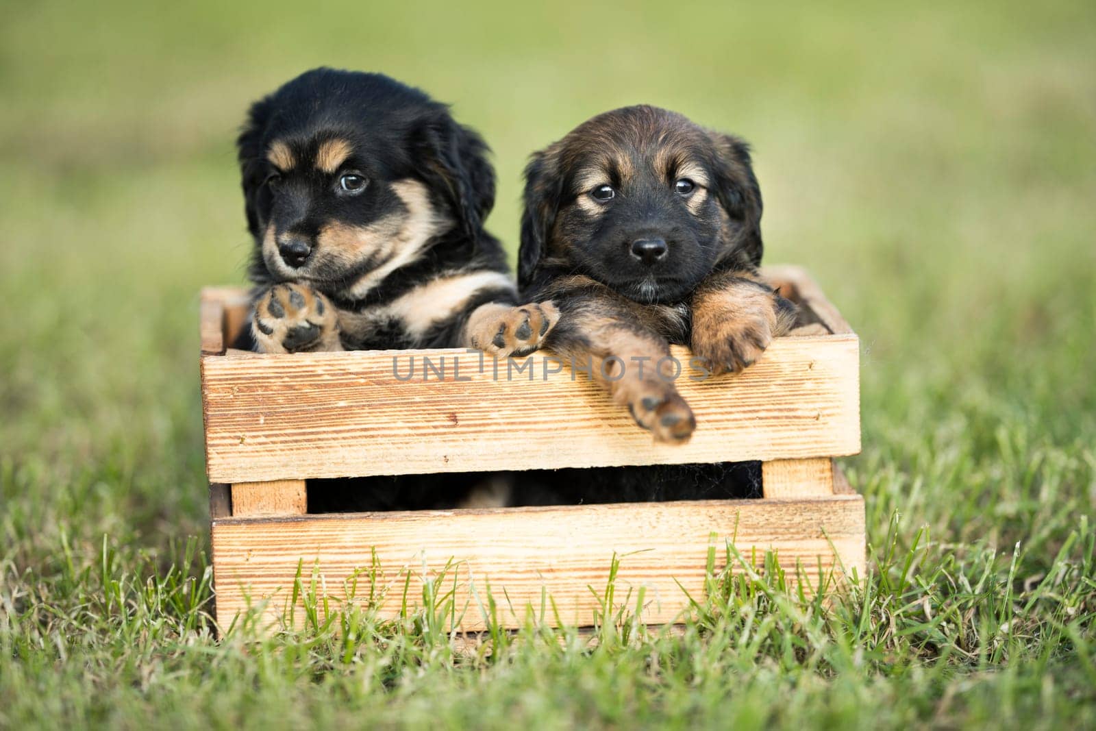 Two dog in a wooden crate on the grass