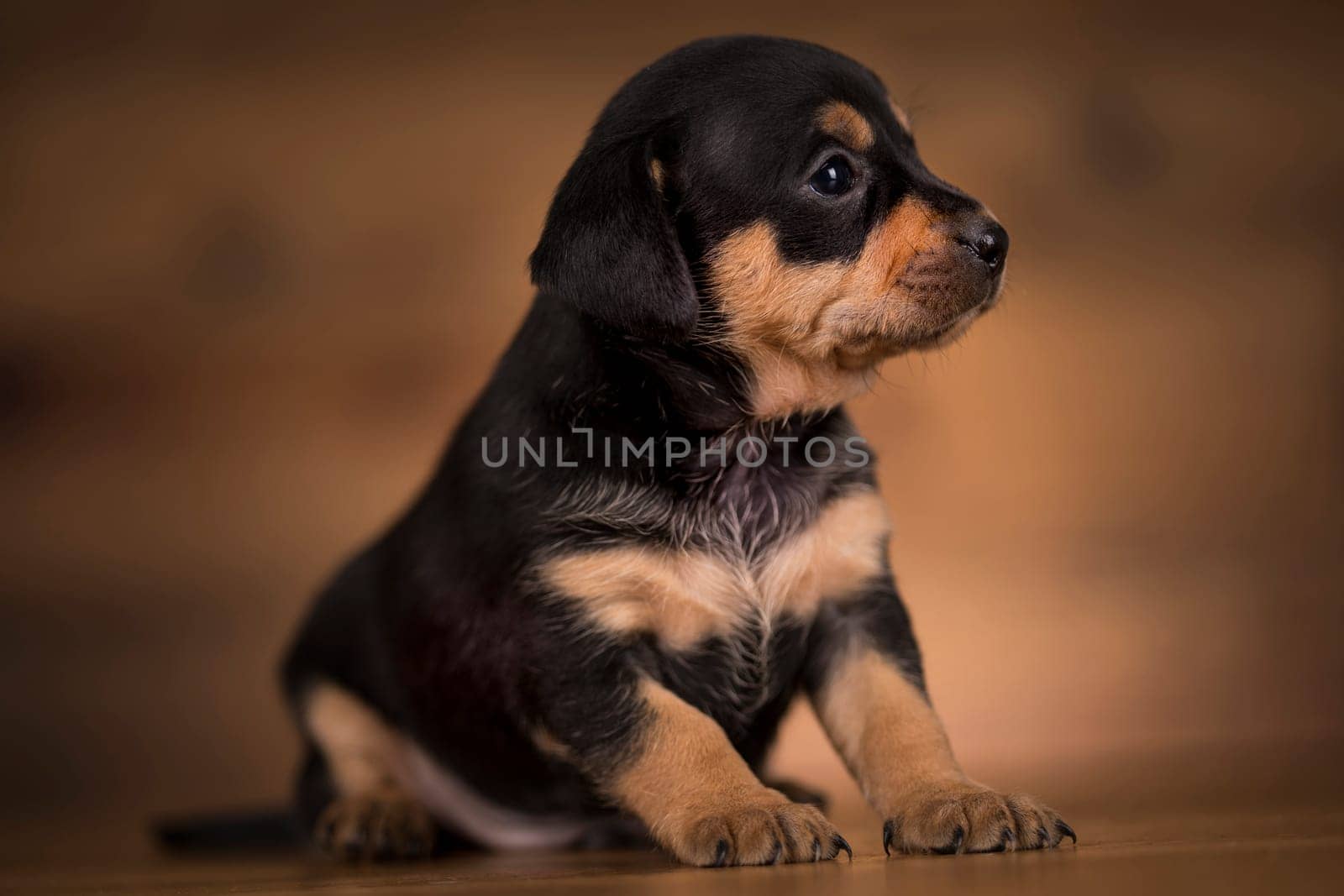 Small dog on a wooden background