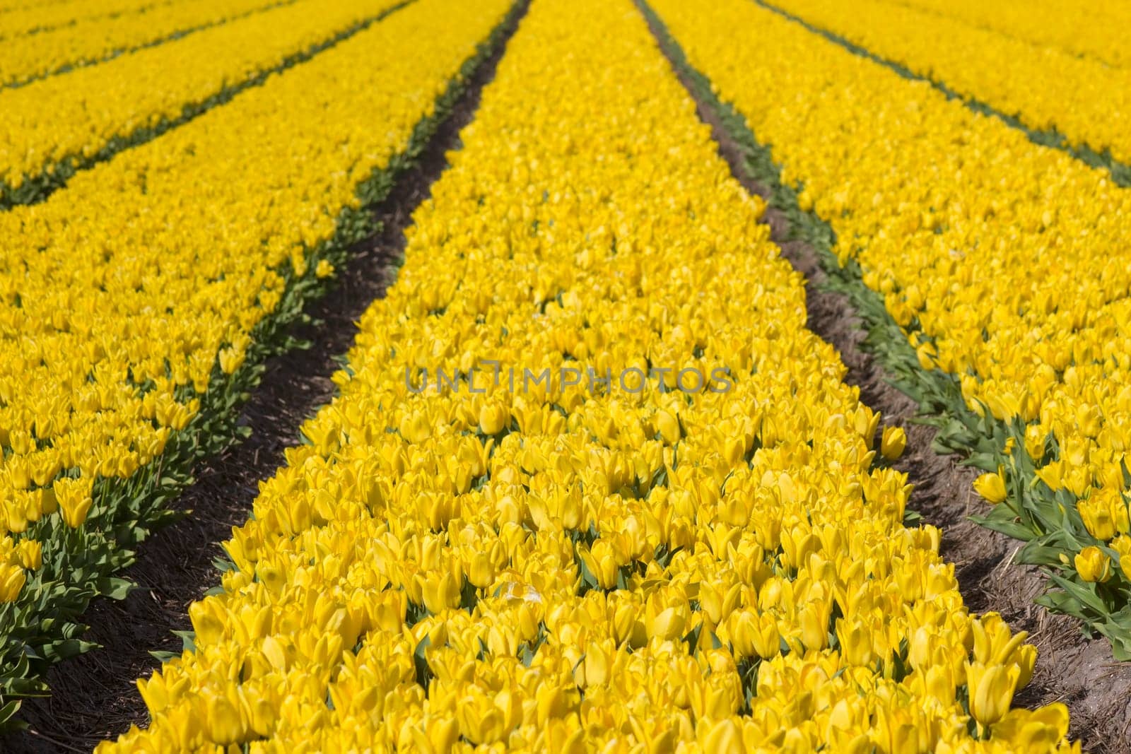 tulip field in the Netherlands - yellow  tulips