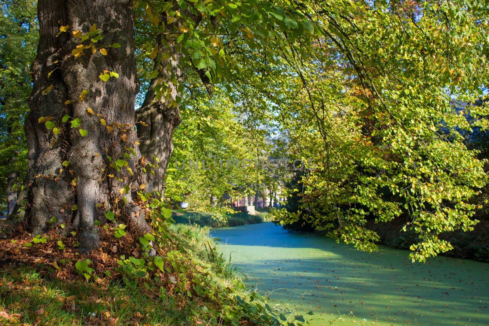 Old trees in the park, castle Wissen, Weeze, Germany