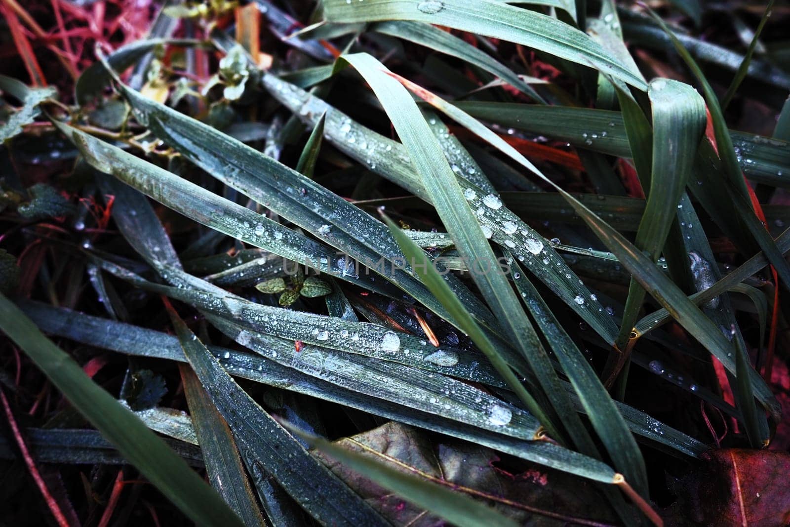 Dew or melt water on green grass. Thawing after a morning winter frost. Lying grass in the meadow. Off-season, windless calm weather. Green leaf with water drops.