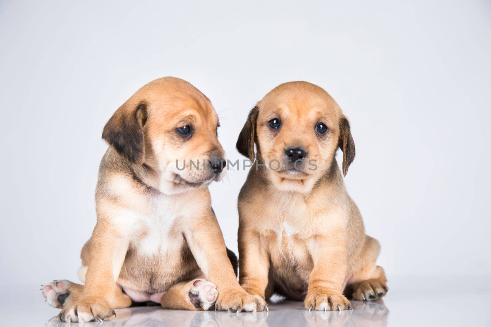Two dogs  on a white background