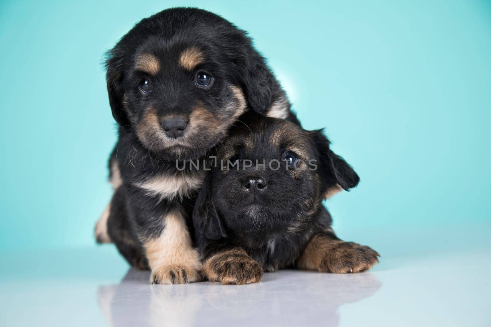 Two dogs puppy animals concept