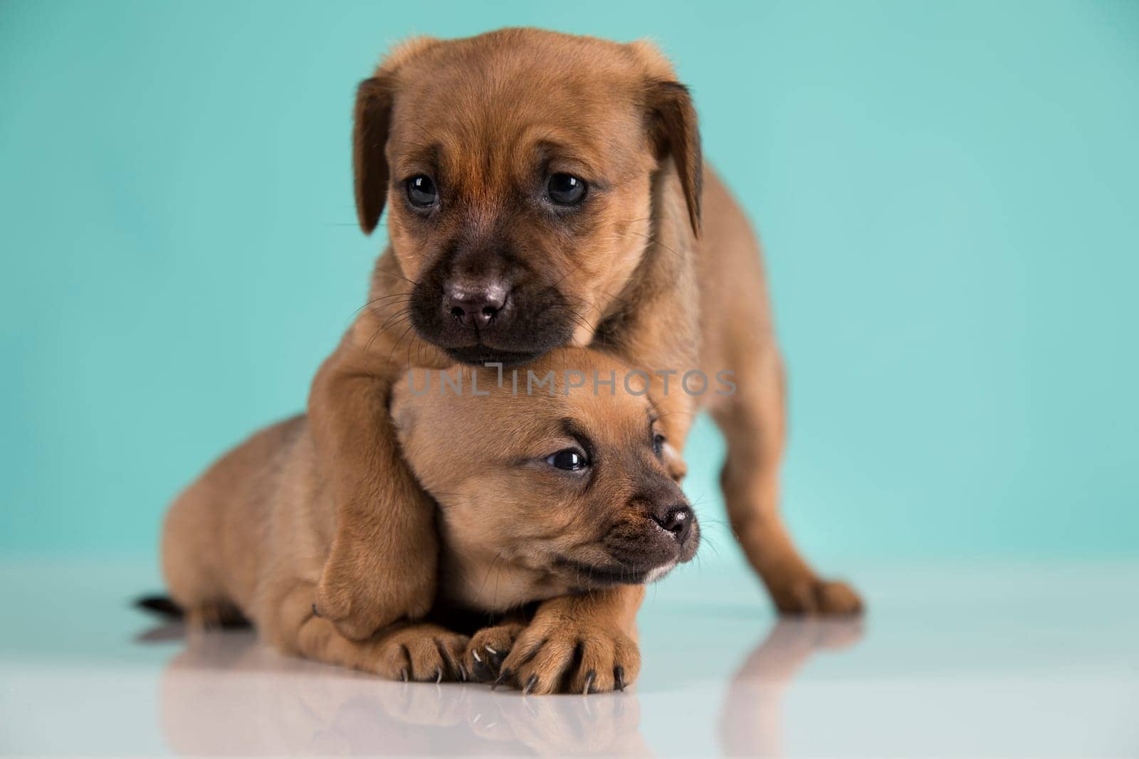 Two little dogs, puppy, animals concept