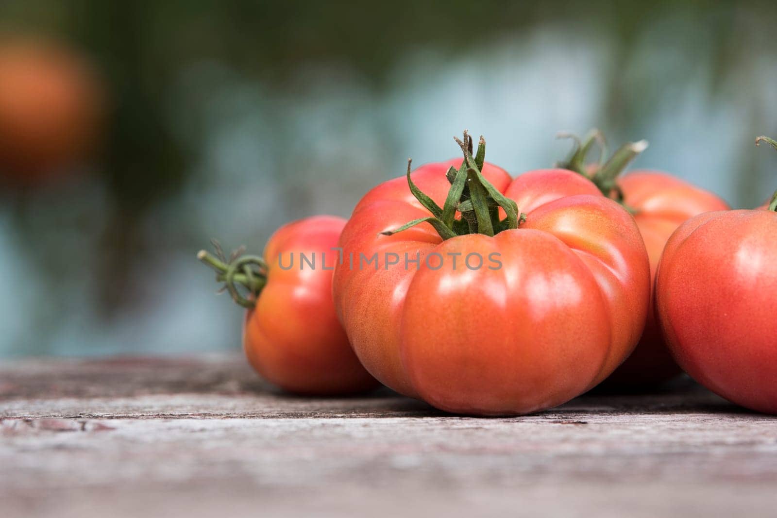 Vegetables, Tomatoes,  on desk in garden