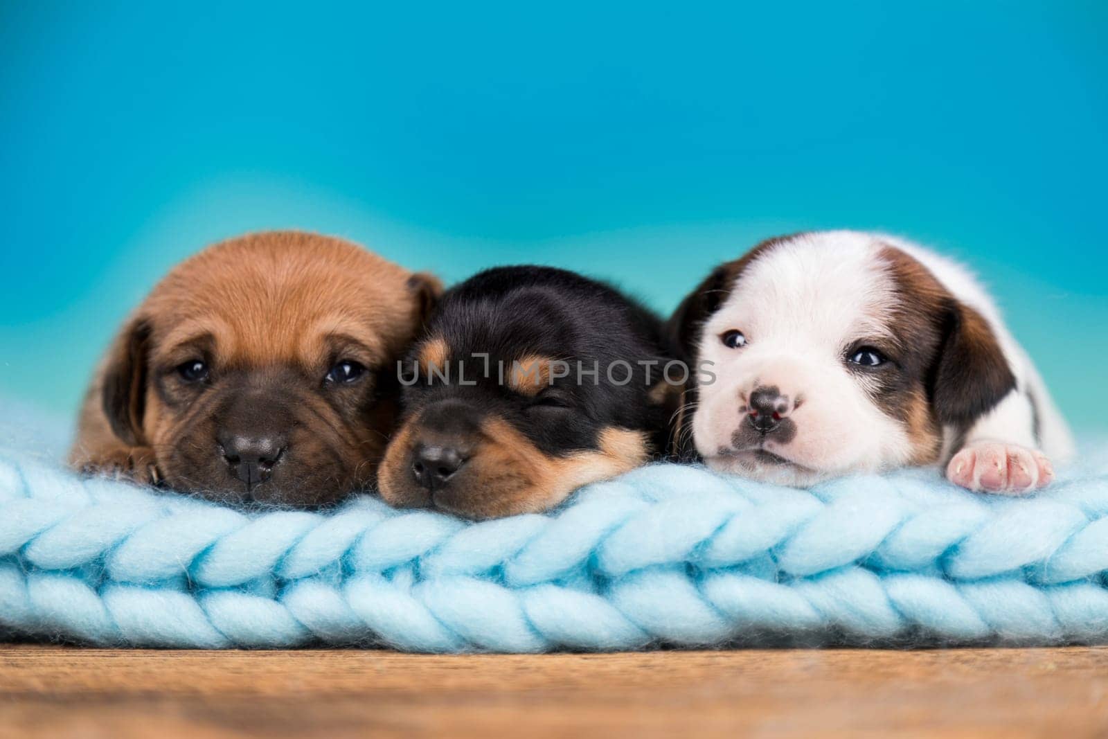 Pet, dog puppy, sleeps on a blanket