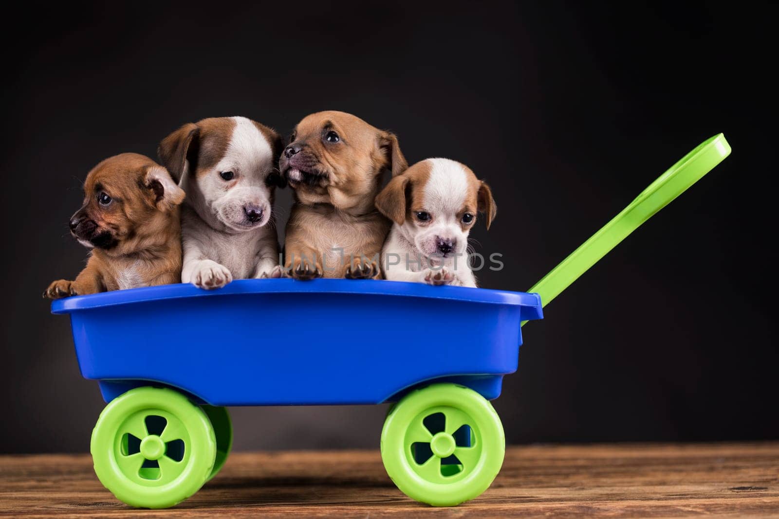 Beautiful little puppies in a toy wagon