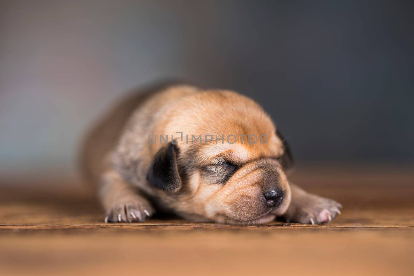 The dogs sleep, animals concept