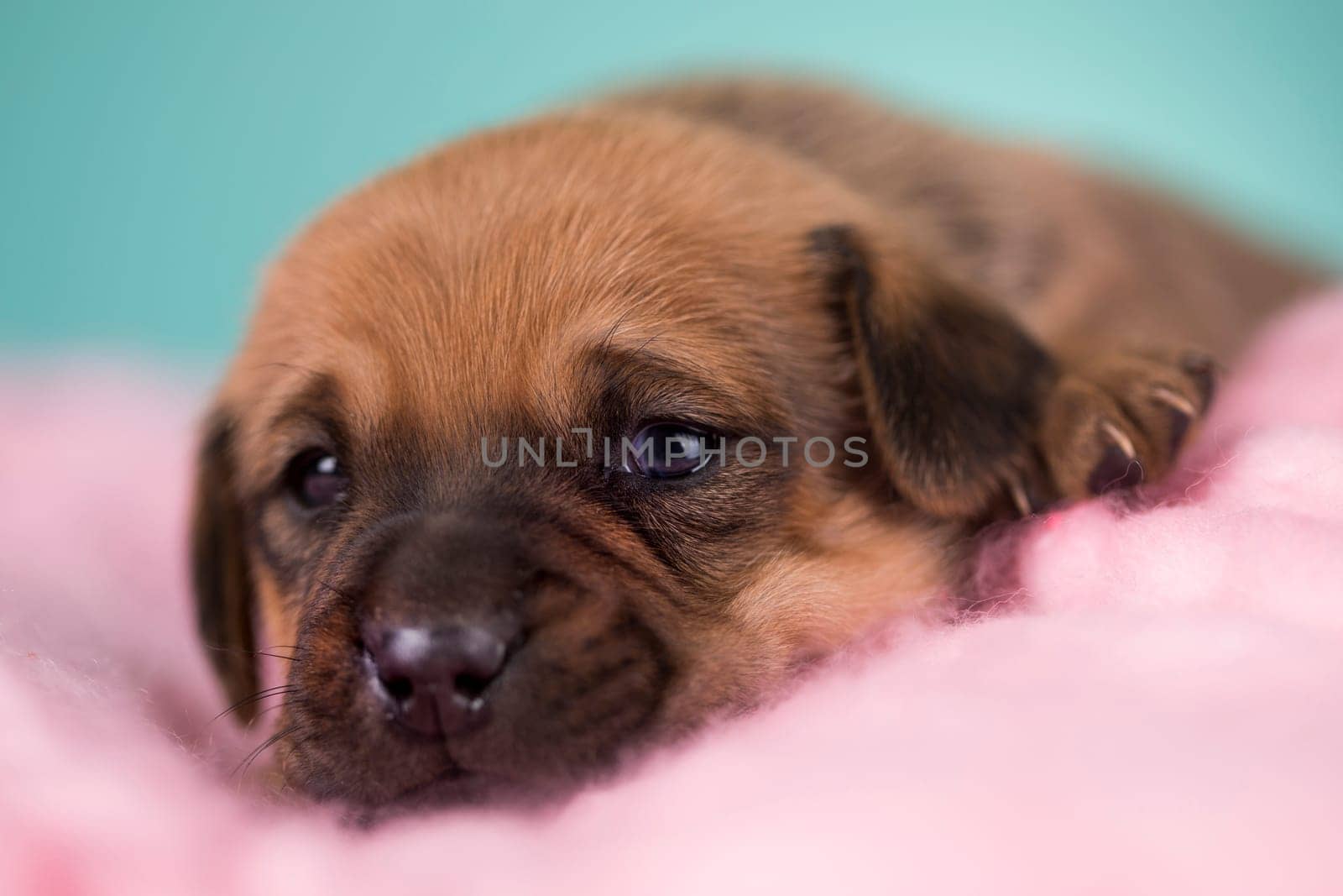 Sleeping dog in a on a blanket