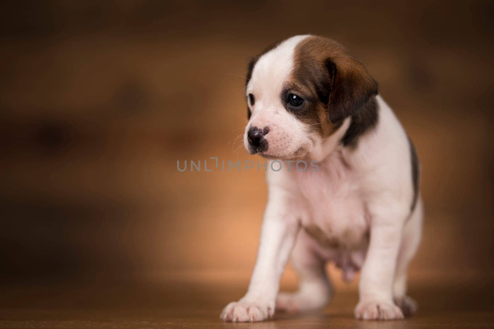 Puppy dog on a wooden background