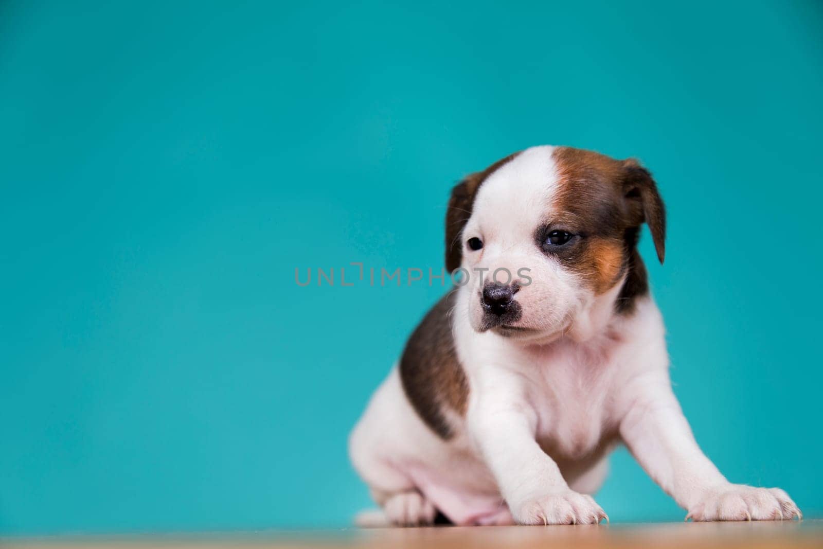 Cute puppy dog, animals concept