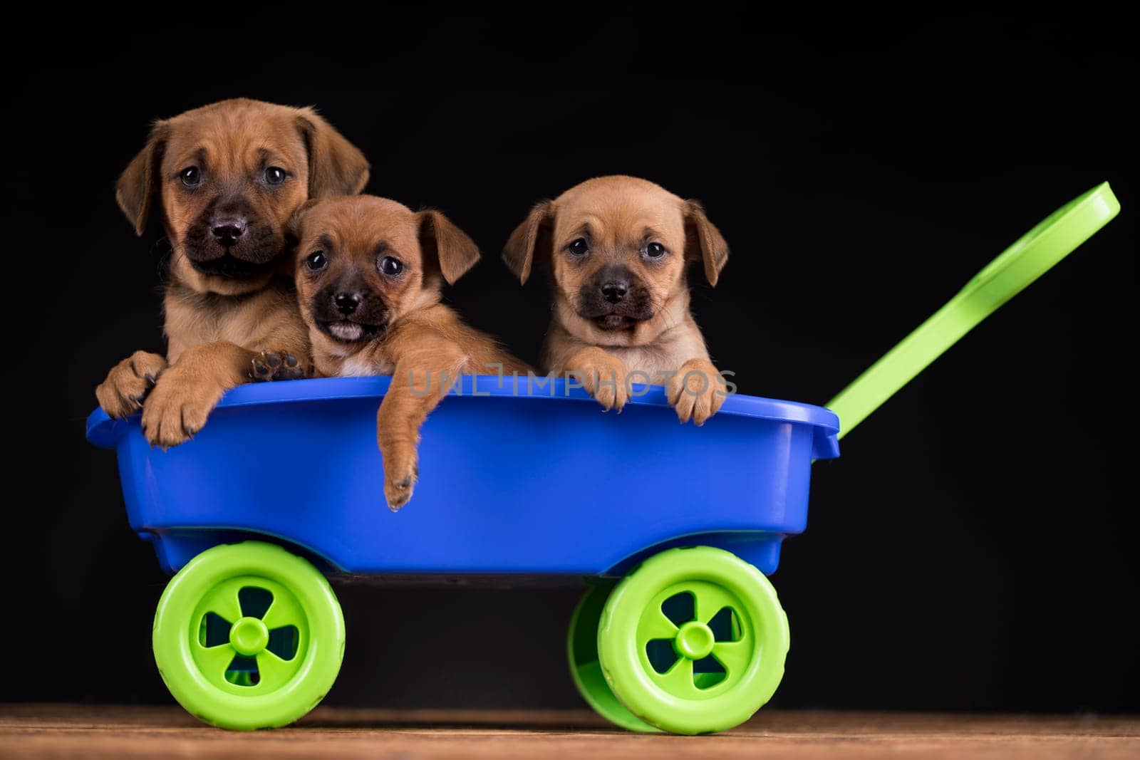 Beautiful little puppies in a toy wagon