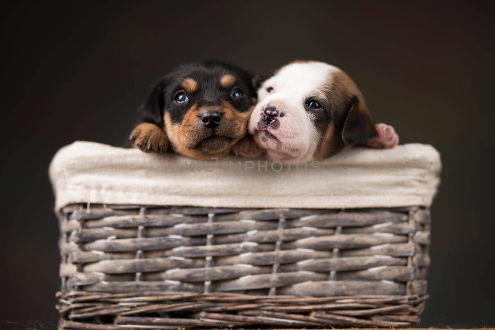 Little dogs in a wicker basket