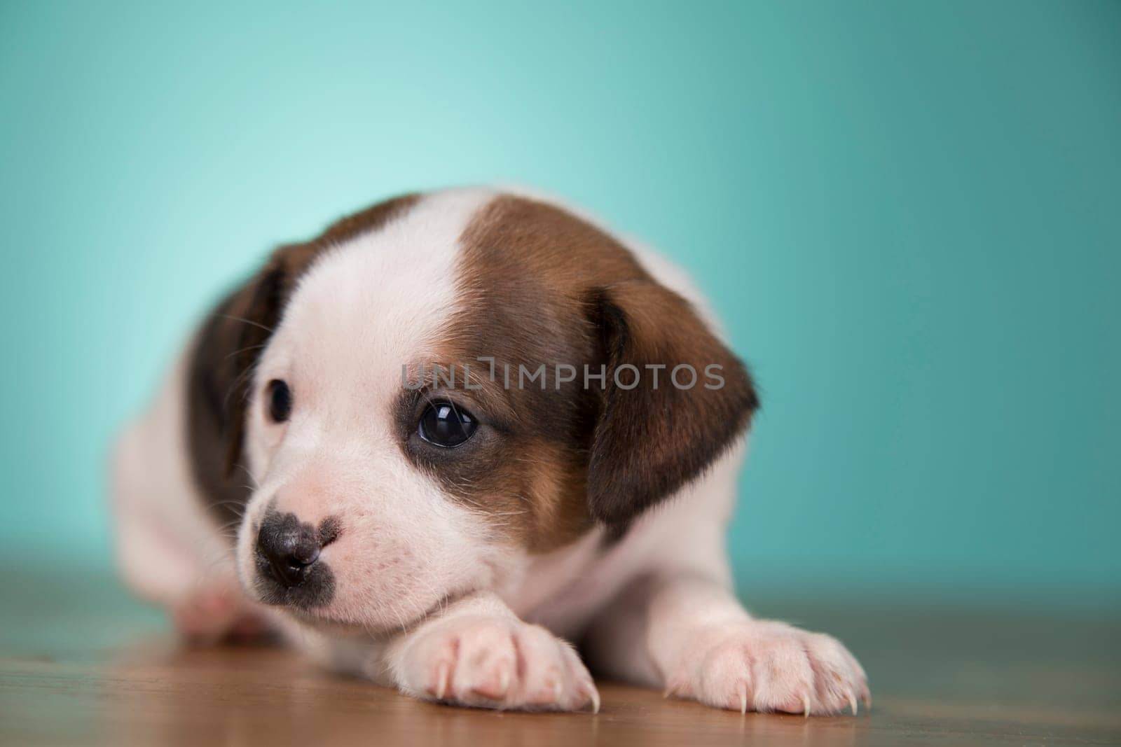 Cute puppy dog, animals concept