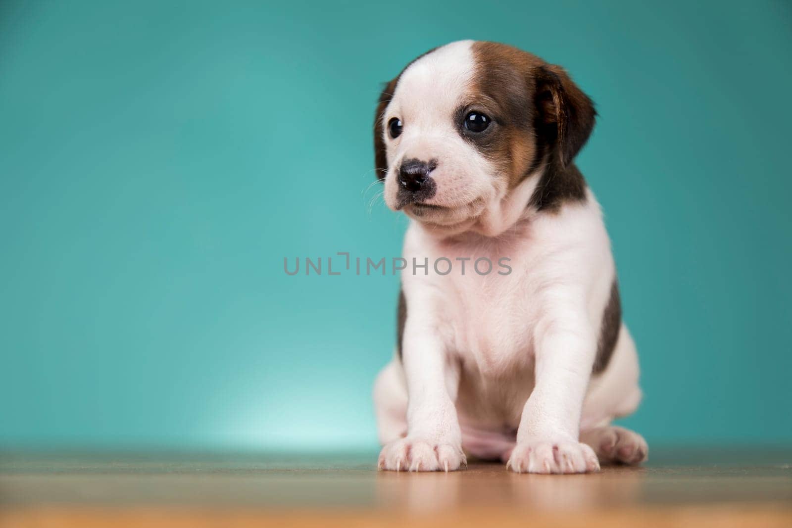 Cute puppy dog, animals concept